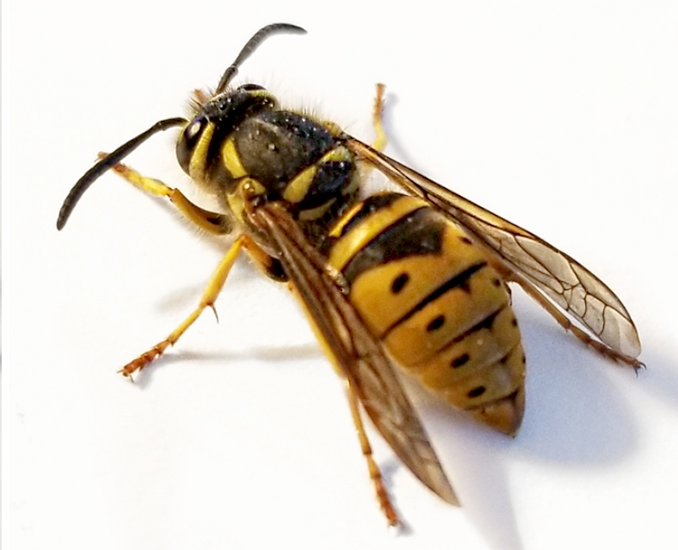 Common Types of Wasp Pests